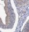 Solute Carrier Family 39 Member 6 antibody, FNab04799, FineTest, Immunohistochemistry frozen image 
