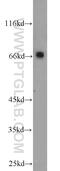 Neuroepithelial Cell Transforming 1 antibody, 12740-1-AP, Proteintech Group, Western Blot image 