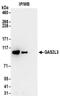 Growth Arrest Specific 2 Like 3 antibody, NBP2-30360, Novus Biologicals, Immunoprecipitation image 