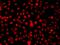 Heterogeneous Nuclear Ribonucleoprotein A1 antibody, GTX55663, GeneTex, Immunofluorescence image 