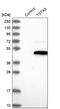 Tissue Specific Transplantation Antigen P35B antibody, NBP1-83408, Novus Biologicals, Western Blot image 