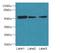 Acidic Residue Methyltransferase 1 antibody, LS-C397400, Lifespan Biosciences, Western Blot image 