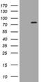 Peptidyl Arginine Deiminase 4 antibody, NBP2-46310, Novus Biologicals, Western Blot image 