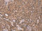 ES Cell Expressed Ras antibody, CSB-PA699373, Cusabio, Immunohistochemistry frozen image 