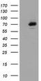 SAM And HD Domain Containing Deoxynucleoside Triphosphate Triphosphohydrolase 1 antibody, TA502025, Origene, Western Blot image 