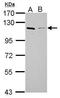 GRB2 Associated Binding Protein 1 antibody, GTX111253, GeneTex, Western Blot image 