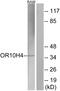 Olfactory Receptor Family 10 Subfamily H Member 4 antibody, GTX87331, GeneTex, Western Blot image 