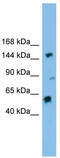 DEAH-Box Helicase 8 antibody, TA341575, Origene, Western Blot image 