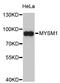 Myb Like, SWIRM And MPN Domains 1 antibody, STJ26203, St John