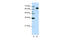 FMR1 Autosomal Homolog 1 antibody, 29-248, ProSci, Western Blot image 