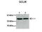 Glutamate-Cysteine Ligase Modifier Subunit antibody, TA335034, Origene, Western Blot image 