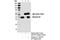 Annexin A1 antibody, 32934S, Cell Signaling Technology, Immunoprecipitation image 