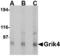 Glutamate receptor, ionotropic kainate 4 antibody, TA306499, Origene, Western Blot image 