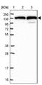 Leucyl-TRNA Synthetase antibody, PA5-59338, Invitrogen Antibodies, Western Blot image 