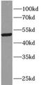 Tripartite motif-containing protein 15 antibody, FNab08969, FineTest, Western Blot image 