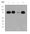 Musashi RNA Binding Protein 2 antibody, ab76148, Abcam, Western Blot image 