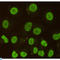 Caudal Type Homeobox 2 antibody, LS-C812917, Lifespan Biosciences, Immunocytochemistry image 
