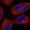 Aurora Kinase A And Ninein Interacting Protein antibody, NBP1-81152, Novus Biologicals, Immunofluorescence image 