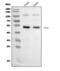 Fibrinogen Gamma Chain antibody, M00790-3, Boster Biological Technology, Western Blot image 