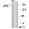 Galectin 7B antibody, A12693, Boster Biological Technology, Western Blot image 