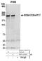 Suppressor Of Glucose, Autophagy Associated 1 antibody, NBP2-44283, Novus Biologicals, Western Blot image 