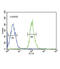 Fibroblast Growth Factor Receptor 1 antibody, abx033557, Abbexa, Flow Cytometry image 