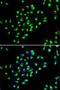 Golgi Membrane Protein 1 antibody, LS-C747680, Lifespan Biosciences, Immunofluorescence image 