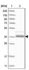 Aldo-Keto Reductase Family 1 Member A1 antibody, NBP1-89120, Novus Biologicals, Western Blot image 