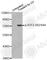 Activating Transcription Factor 2 antibody, AP0127, ABclonal Technology, Western Blot image 