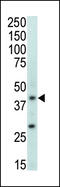 Mitogen-Activated Protein Kinase 11 antibody, 62-738, ProSci, Western Blot image 