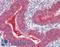 Farnesyltransferase, CAAX Box, Alpha antibody, LS-B15496, Lifespan Biosciences, Immunohistochemistry paraffin image 