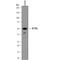 Dynactin Subunit 2 antibody, MAB6850, R&D Systems, Western Blot image 