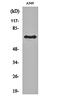 Frizzled Class Receptor 3 antibody, orb161071, Biorbyt, Western Blot image 