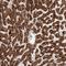 Solute Carrier Family 25 Member 20 antibody, HPA029863, Atlas Antibodies, Immunohistochemistry paraffin image 