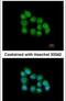 Muscleblind Like Splicing Regulator 3 antibody, PA5-21836, Invitrogen Antibodies, Immunofluorescence image 