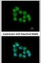 Muscleblind Like Splicing Regulator 3 antibody, PA5-21836, Invitrogen Antibodies, Immunofluorescence image 