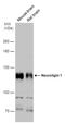 Neuroligin 1 antibody, PA5-78648, Invitrogen Antibodies, Western Blot image 