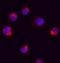 RUNX Family Transcription Factor 1 antibody, MAB23991, R&D Systems, Immunocytochemistry image 