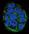 Frataxin antibody, GTX81888, GeneTex, Immunofluorescence image 