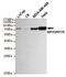 Heat Shock Protein Family A (Hsp70) Member 5 antibody, GTX16489, GeneTex, Western Blot image 