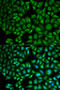 Cathepsin A antibody, 19-703, ProSci, Immunofluorescence image 
