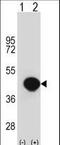 Biglycan antibody, LS-C156806, Lifespan Biosciences, Western Blot image 