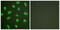Protein Kinase, DNA-Activated, Catalytic Subunit antibody, abx013061, Abbexa, Western Blot image 