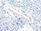 Tropomyosin 1 antibody, CSB-PA171540, Cusabio, Immunohistochemistry paraffin image 
