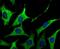 GRB2 Associated Binding Protein 1 antibody, NBP2-80460, Novus Biologicals, Immunofluorescence image 