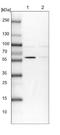 BUD13 Homolog antibody, NBP1-81863, Novus Biologicals, Western Blot image 