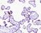 Large Tumor Suppressor Kinase 1 antibody, A01051-2, Boster Biological Technology, Immunohistochemistry frozen image 