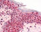 GLI Family Zinc Finger 2 antibody, 51-129, ProSci, Immunohistochemistry frozen image 
