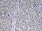 Glutathione S-Transferase Pi 1 antibody, A00394-1, Boster Biological Technology, Immunohistochemistry frozen image 