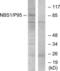 Nibrin antibody, LS-C118189, Lifespan Biosciences, Western Blot image 